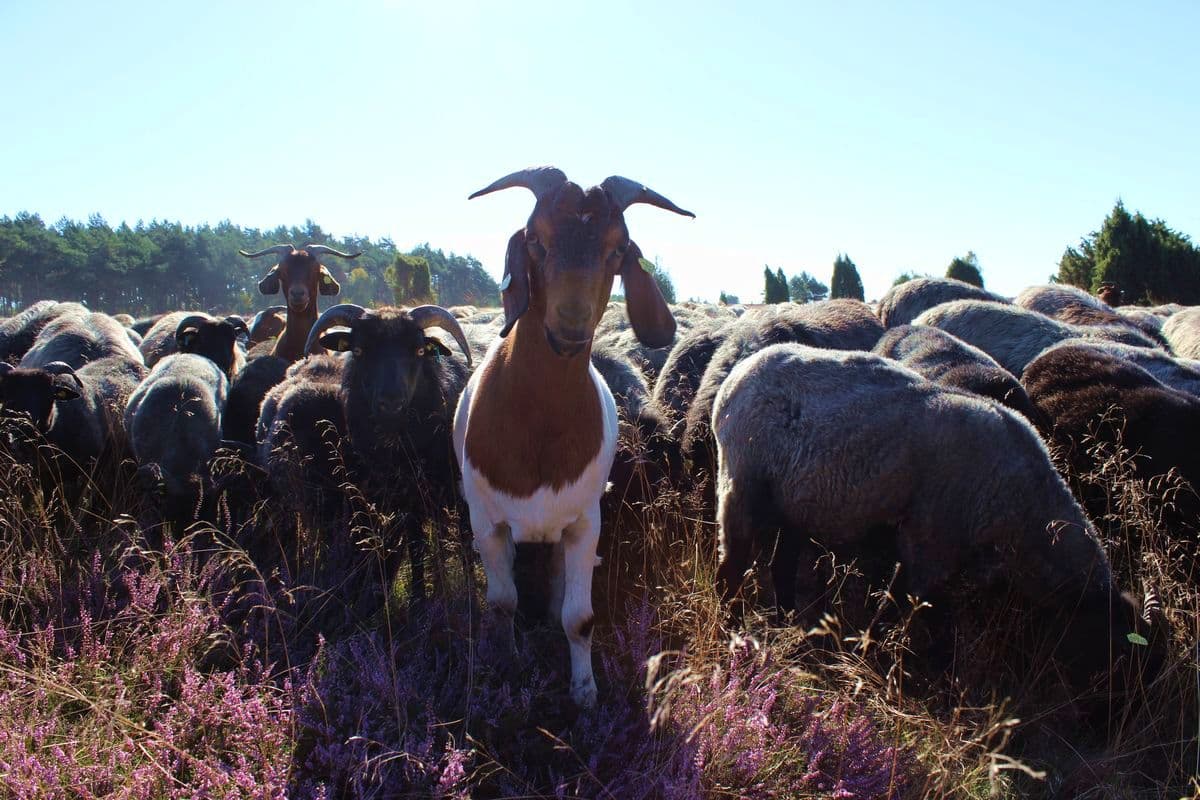 Heidschnucken und Ziegen im Wacholderwald