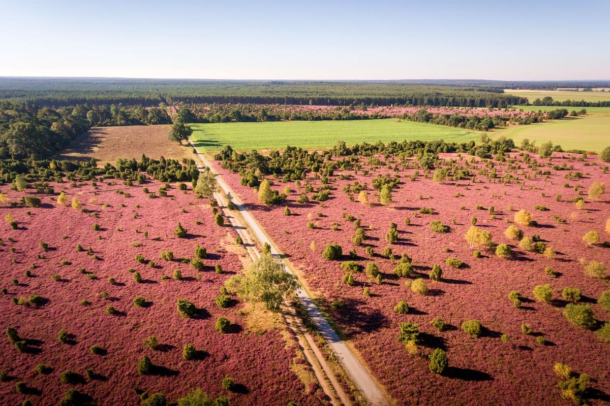 Luftaufnahme vom Wacholderwald