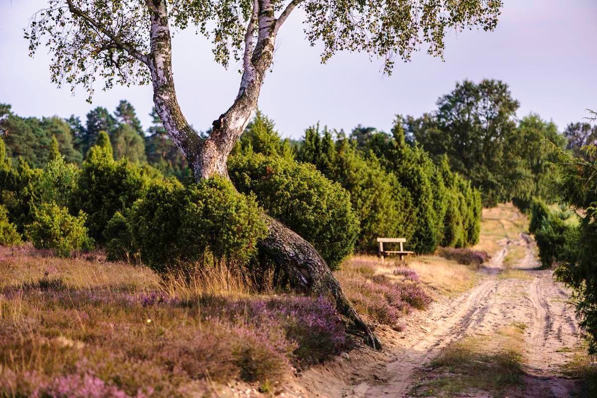 Wanderweg durch den Wacholderwald