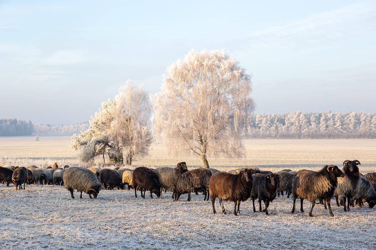 Heidschnucken im Winter