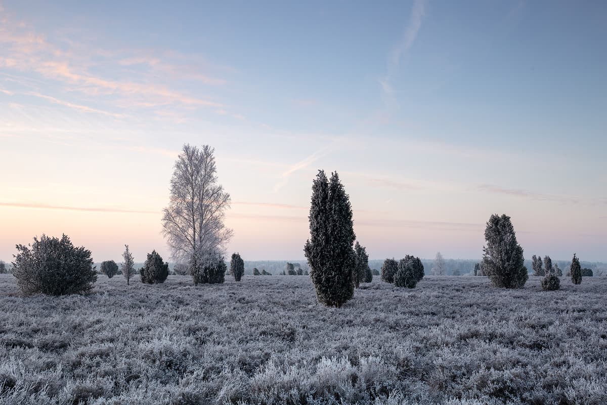 Winter im Wacholderwald