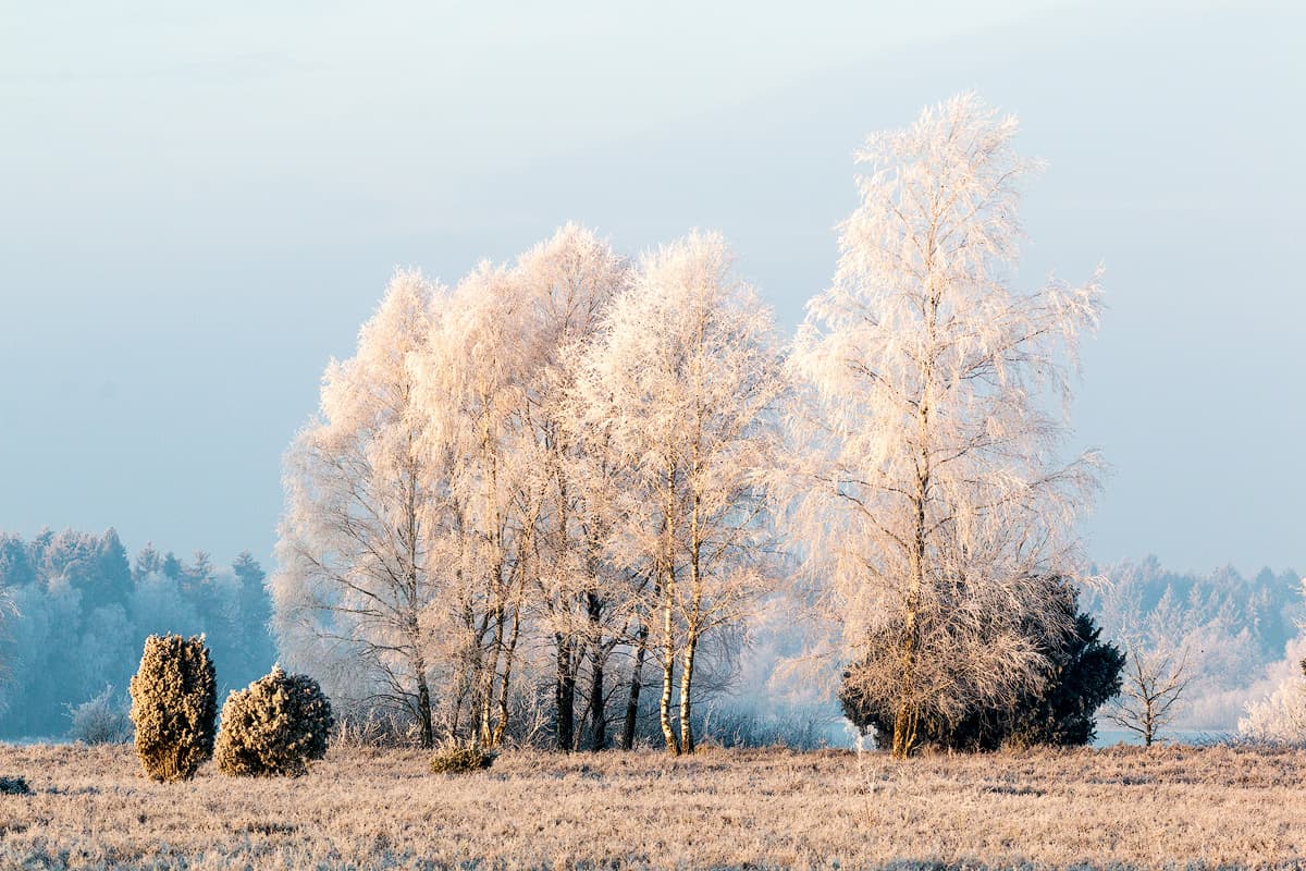 Winter im Wacholderwald