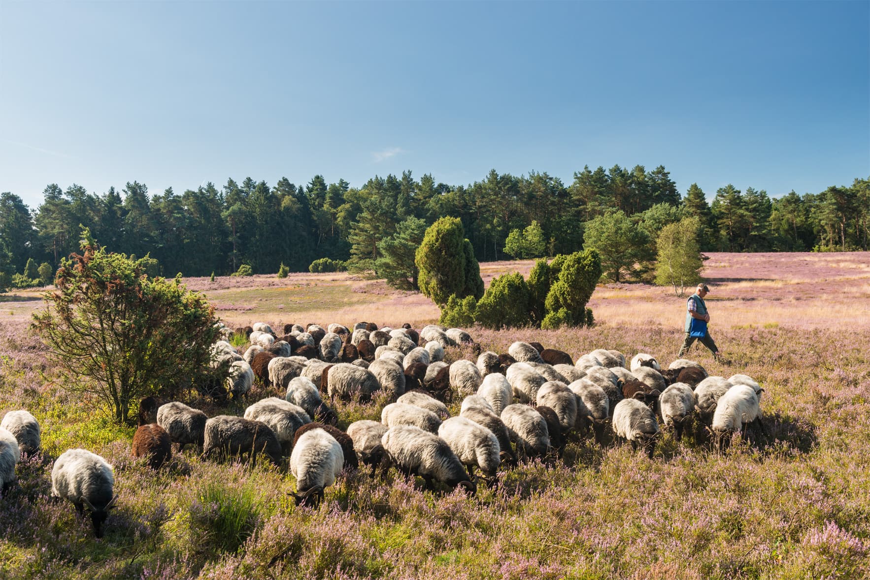 Schäfer mit seiner Heidschnuckenherde im Büsenbachtal