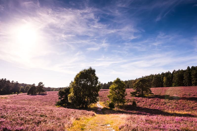 Misselhorner Heide bei Hermannsburg