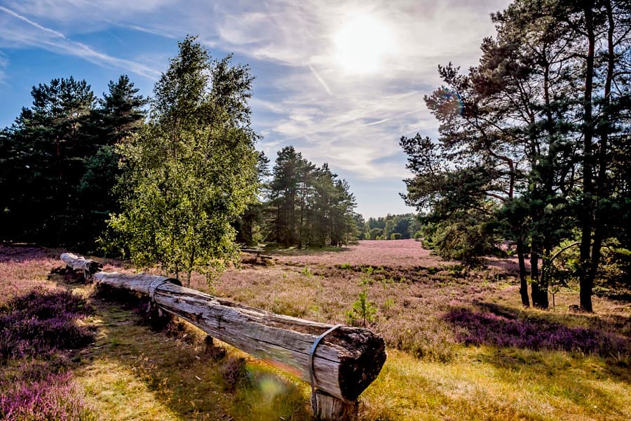 Misselhorner Heide bei Hermannsburg