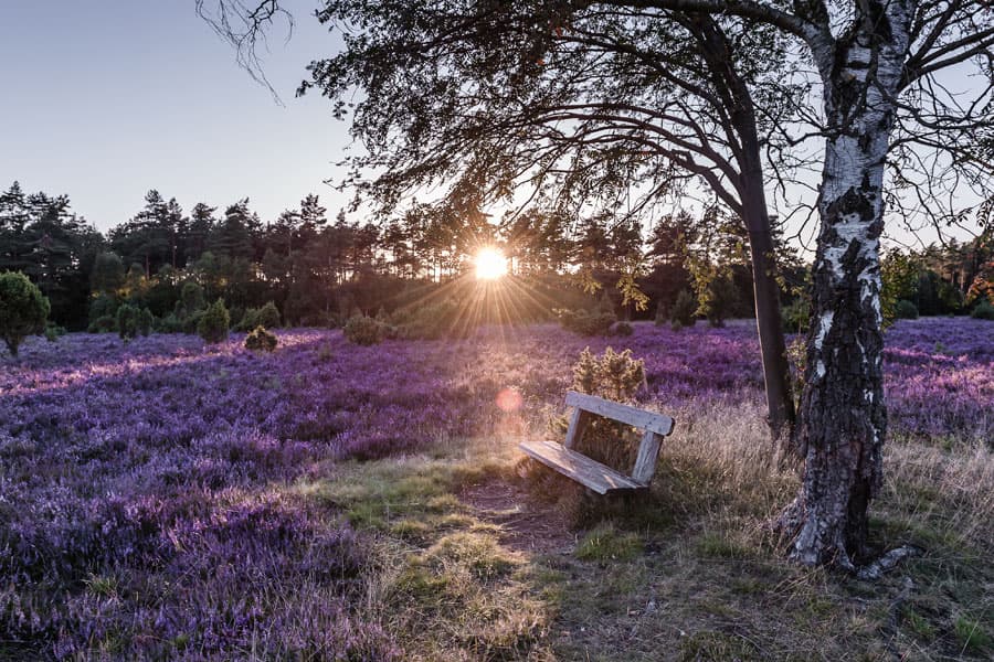 Misselhorner Heide bei Hermannsburg