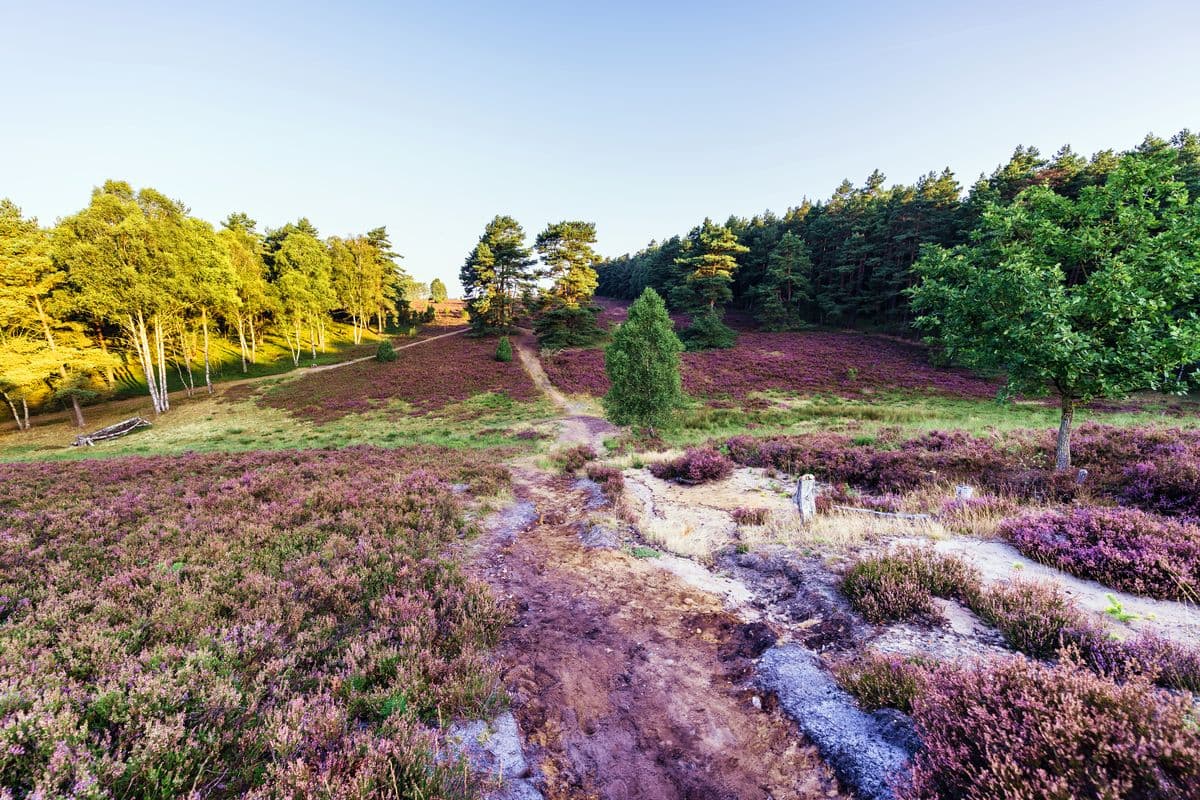 Das Tiefental an der Misselhorner Heide