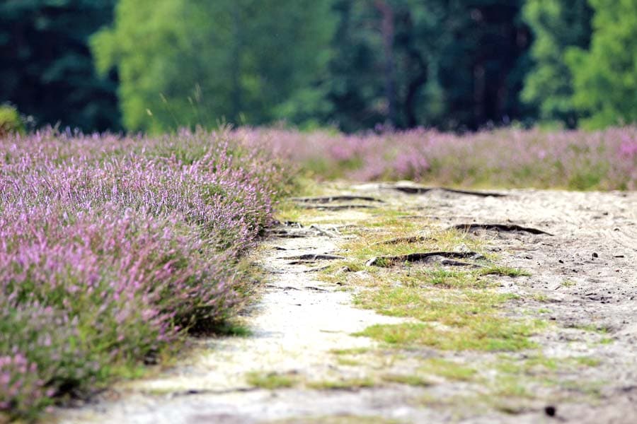 Bad Bevensen Klein Bünstorfer Heide