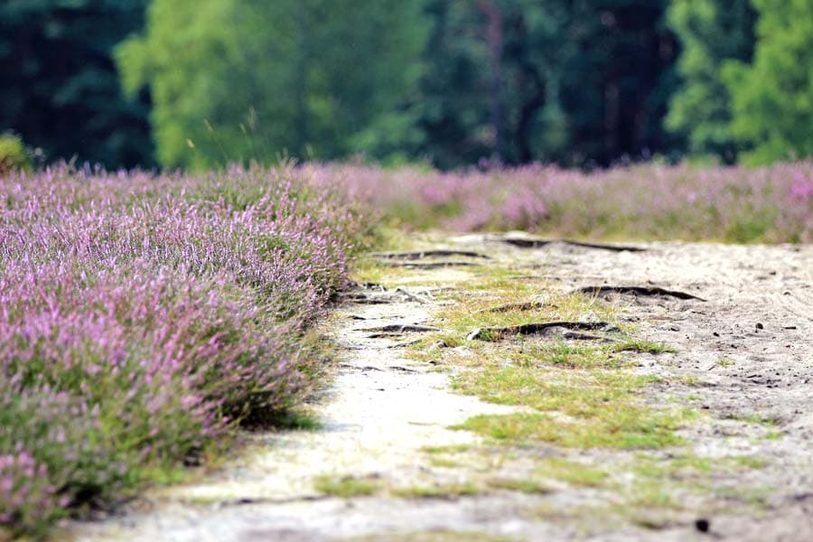 Klein Bünstorfer Heide bei Bad Bevensen