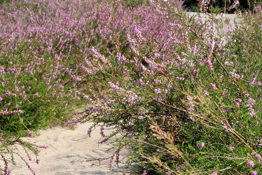 Klein Bünstorfer Heide bei Bad Bevensen