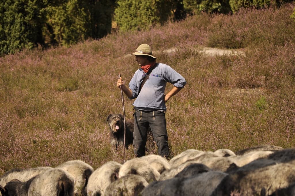 Amelinghausen: Heidschnucke sheep