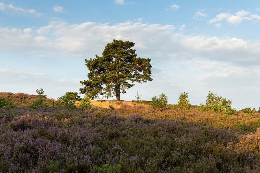 Schwindebecker Heide