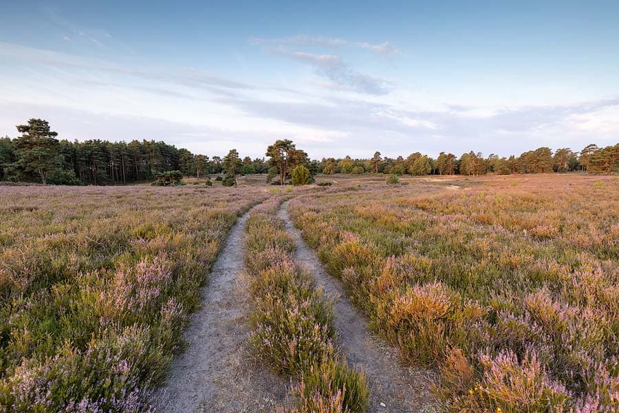 Schwindebecker Heide