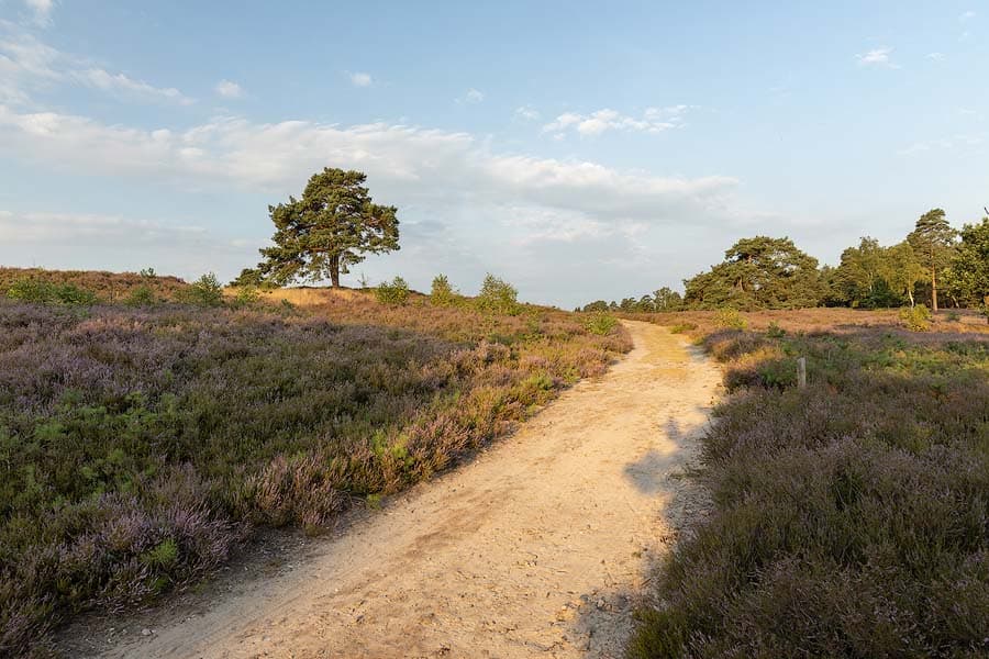 Schwindebecker Heide