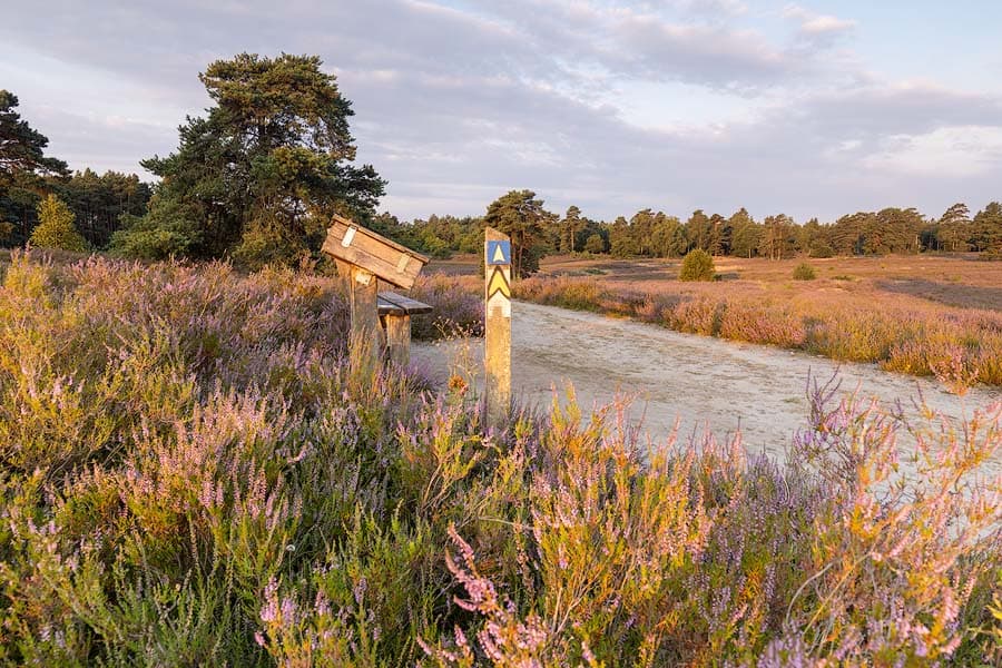 Schwindebecker Heide Bänke und blühende Heide