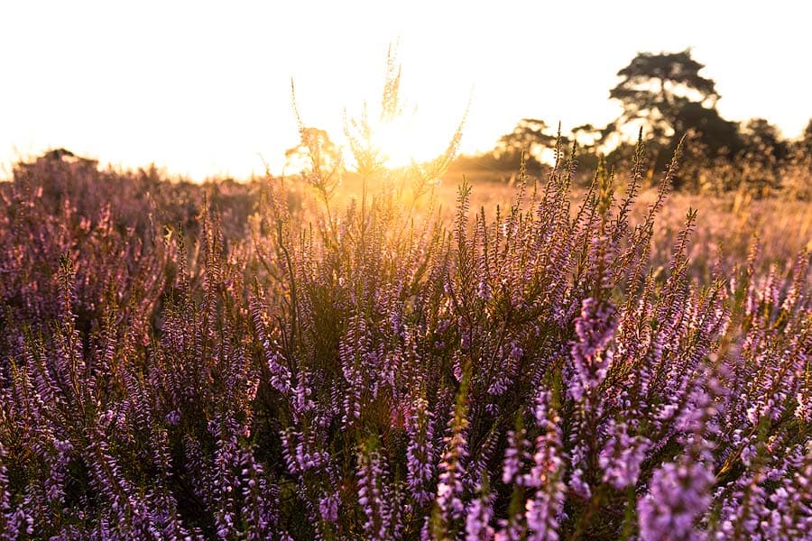 Schwindebecker Heide