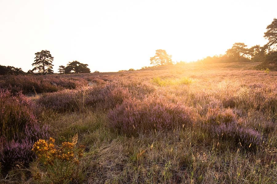 Schwindebecker Heide