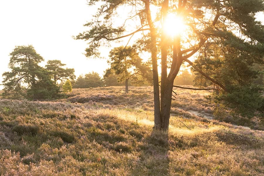 Schwindebecker Heide