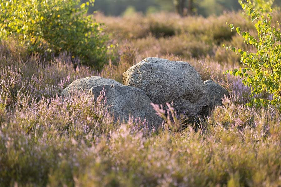 Schwindebecker Heide