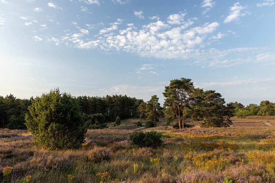 Schwindebecker Heide