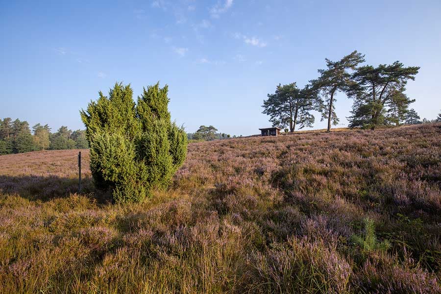 Amelinghausen: Kronsberg Heath