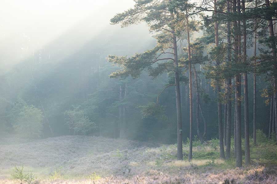 Die Kronsbergheide bei Amelinghausen