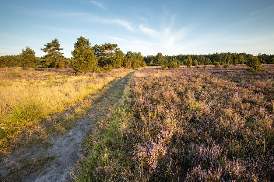 Rehrhofer Heide