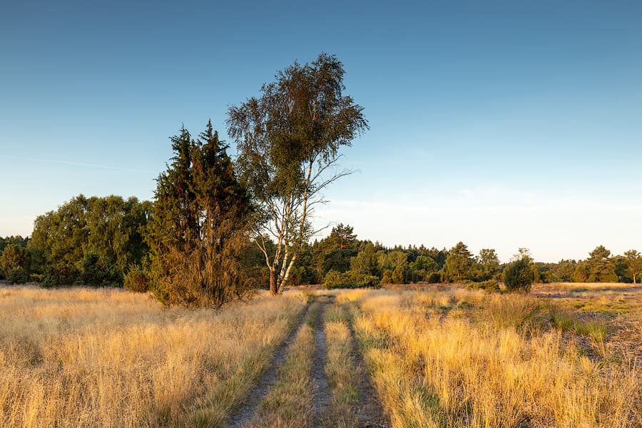 Rehrhofer Heide