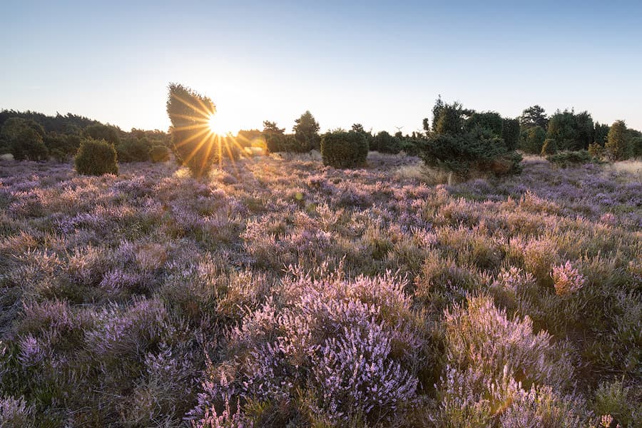 Rehrhofer Heide