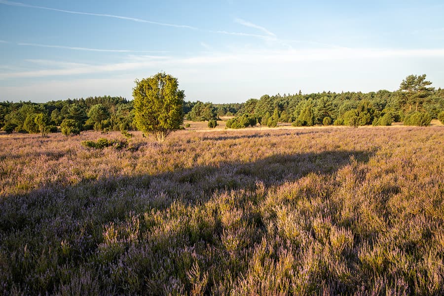 Rehrhofer Heide