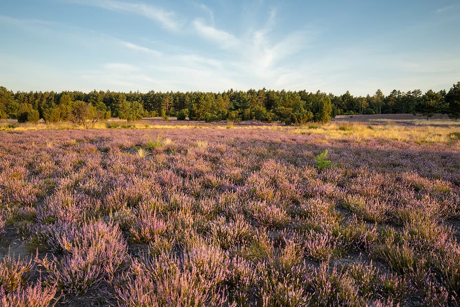 Rehrhofer Heide