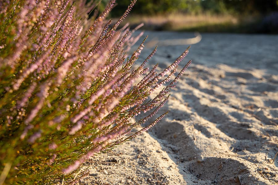 Rehrhofer Heide