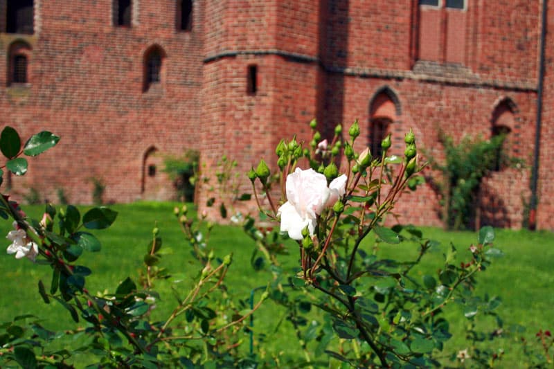 Blumen am Kloster in Wienhausen