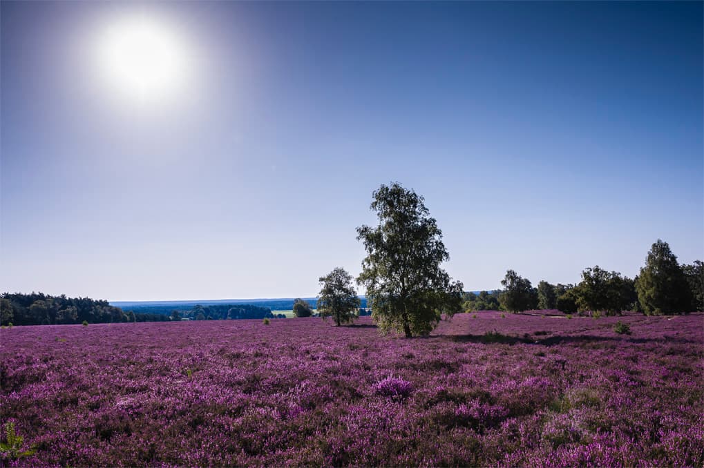 Blühende Heidefläche am Wietzer Berg