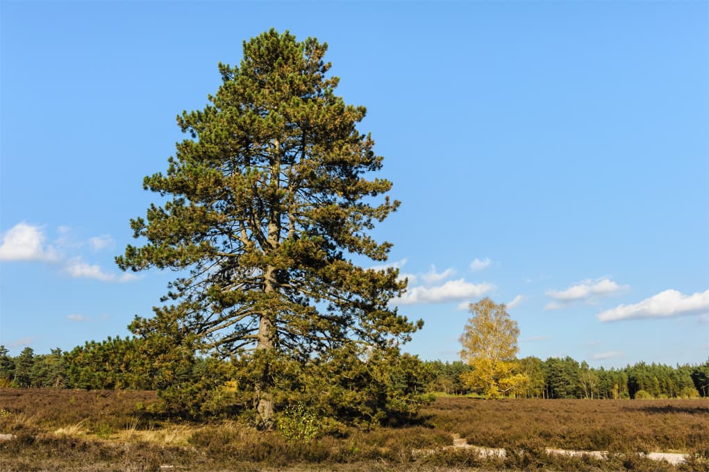 Wietzer Berg im Herbst