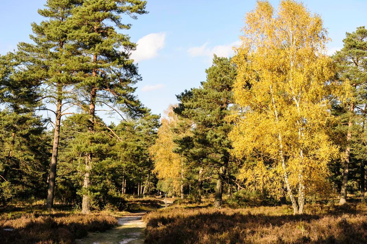 Dichter Wald auf dem Wietzer Berg im Herbst