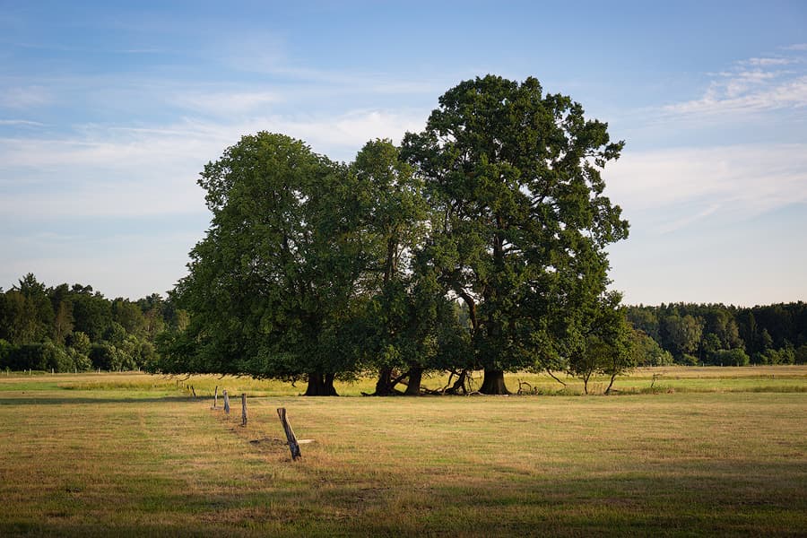 Hornbosteler Hutweide