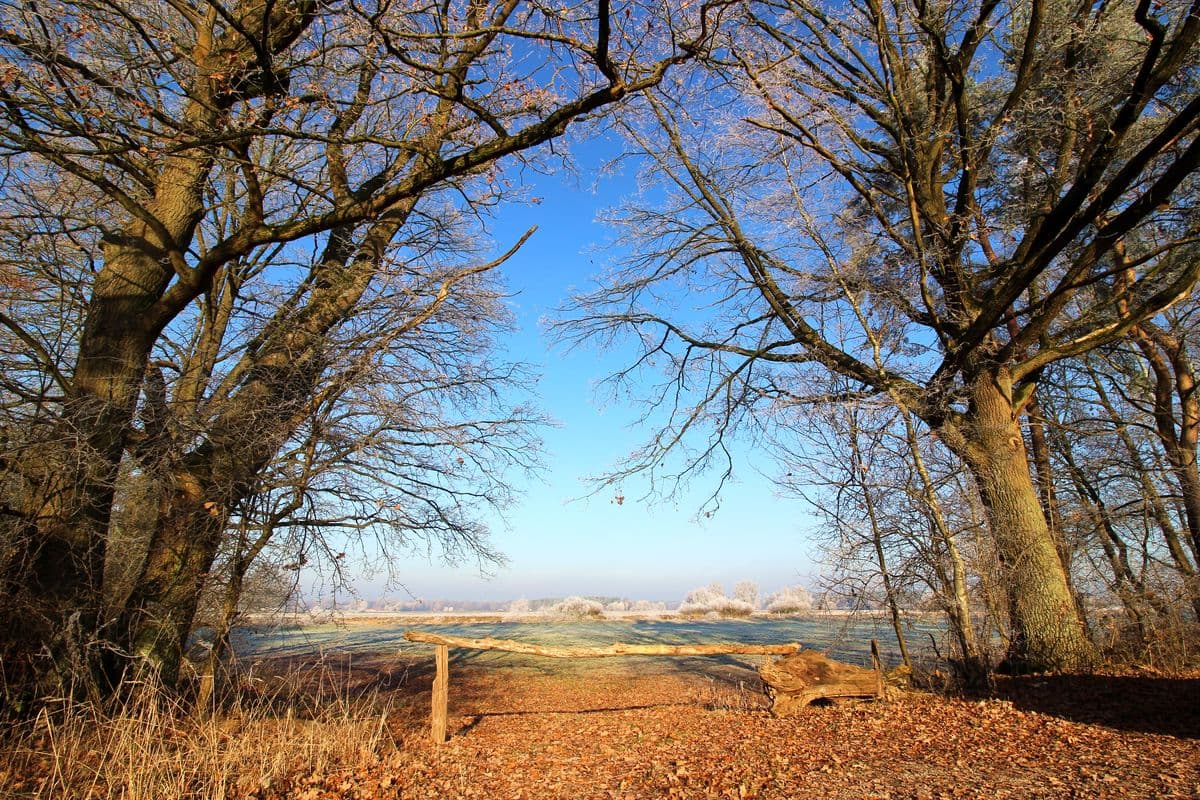 Hornbosteler Hutweide im November