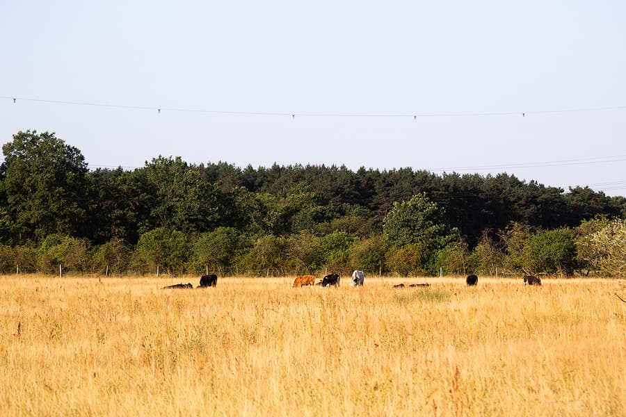 rotbunte Rinder an der Hornbosteler Hutweide