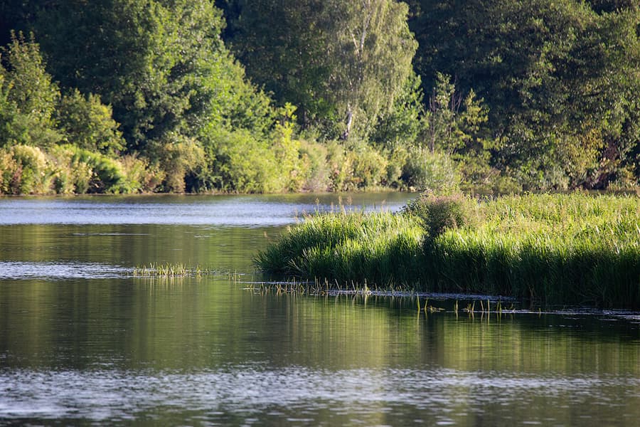 Die Aller an der Hornbosteler Hutweide