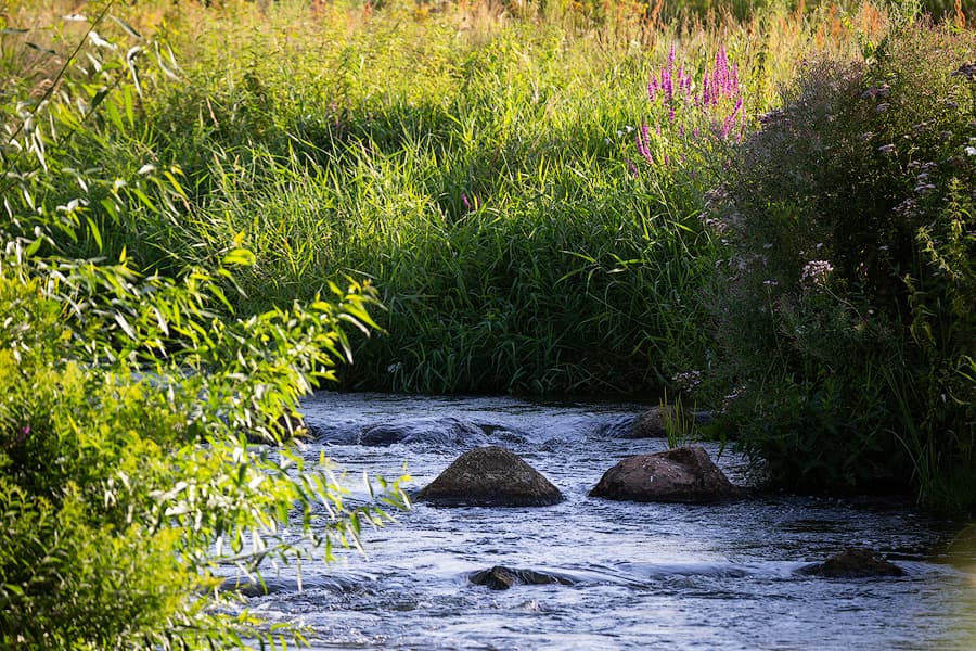 Hornbosteler Hutweide