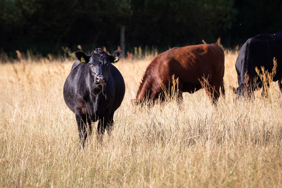 rotbunte Rinder an der Hornbosteler Hutweide