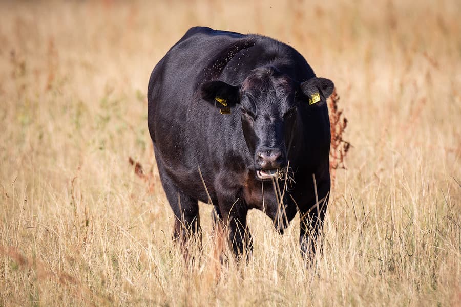 rotbunte Rinder an der Hornbosteler Hutweide