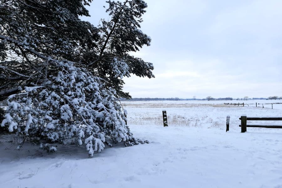 Hornbosteler Hutweide im Winter