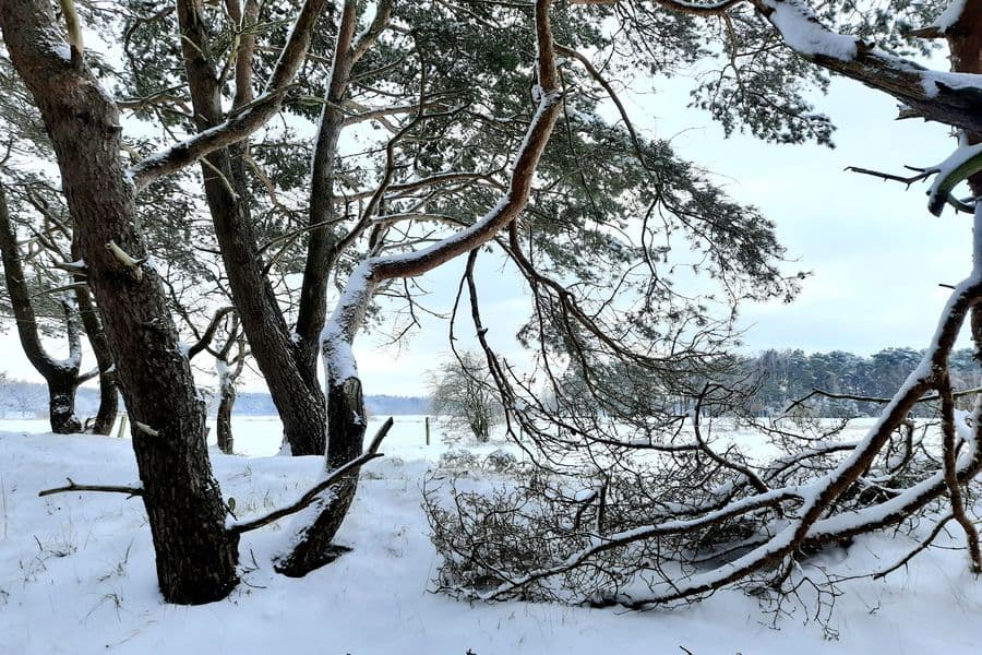 Hornbosteler Hutweide im Winter