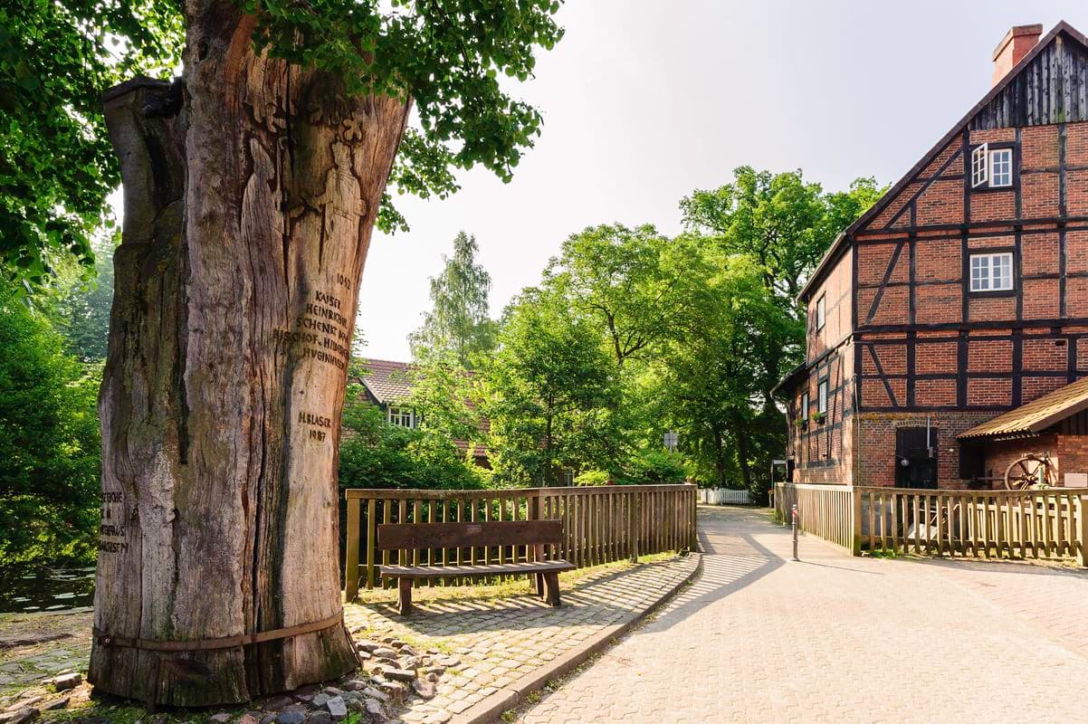 Die Blasek Eiche in Wienhausen vor dem Kulturhaus