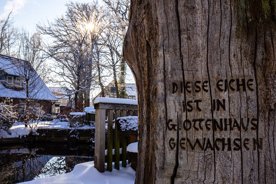 Blasek-Eiche im schneebedeckten Wienhausen