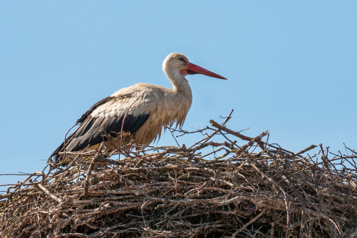 Der Storch in Langlnigen bei der Johanniskirche