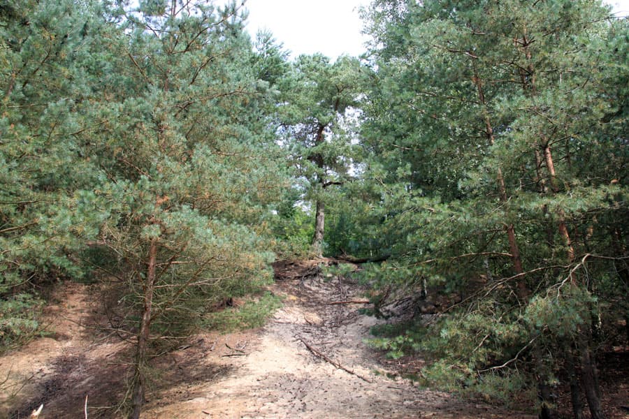 Binnendüne,Bendestorf,Lüneburger,Heide,Jesteburg,