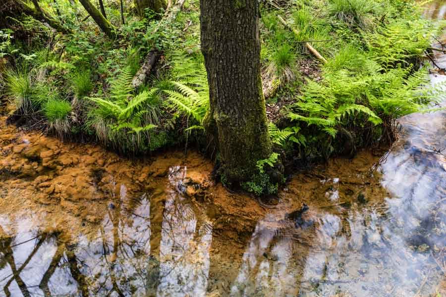 Schwindebachquelle in Soderstorf